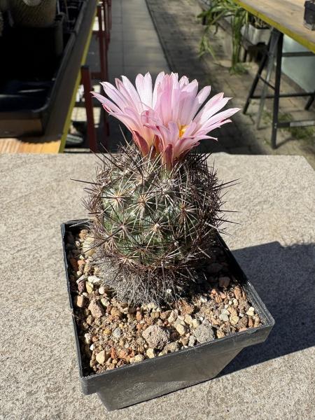Coryphantha ramillosa